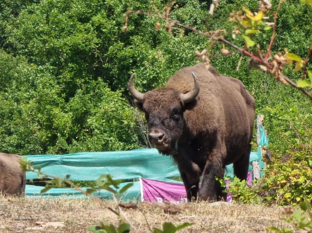  зубри Родопи 