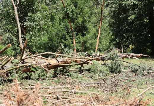  Врана дървета 