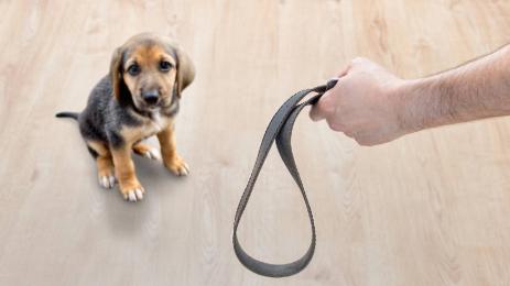 насилие животни