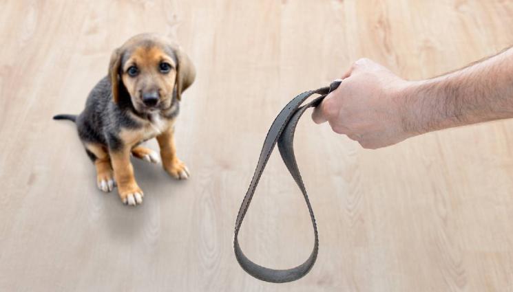 насилие животни - До 12 години затвор за жестокост към животни!