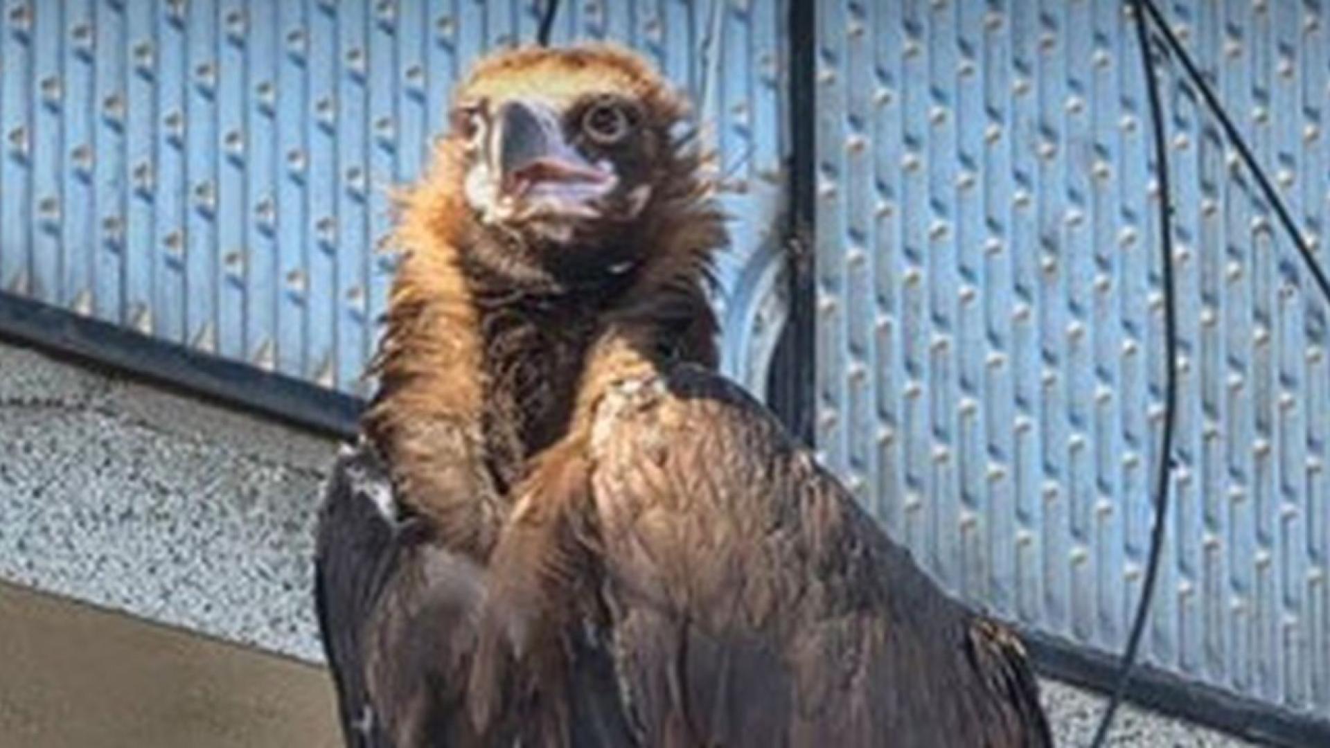 Ловци и природозащитници спасиха изгубен черен лешояд в Разлог Птицата