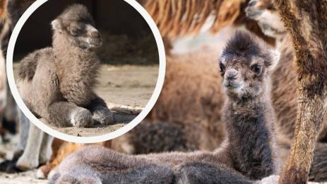 камилче камила