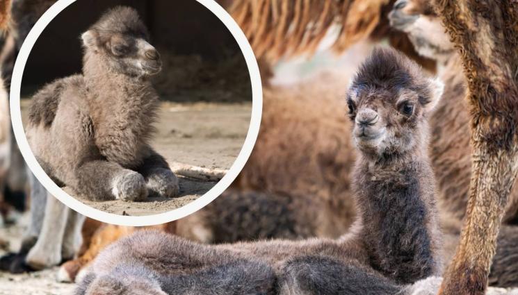 камилче камила - СЛЕД БРУТАЛНО НАКАЗАНИЕ ОТ ФЕРМЕР: Пострадало камилче проходи отново с протеза (СНИМКИ)