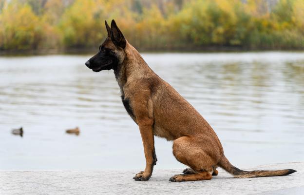 Белгийска овчарка