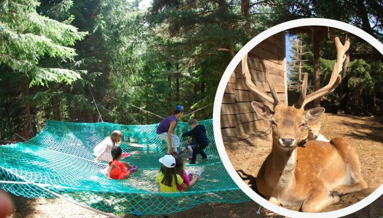 Ферма Санта Клаус - Агро Телеграф: Добруджанец създаде ферма за елени в Родопите