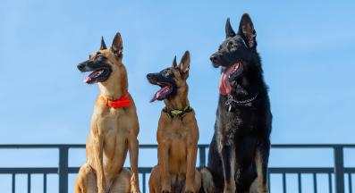 Белгийска овчарка