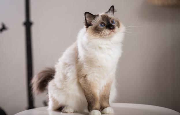 Породиста котка