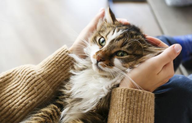 Породиста котка