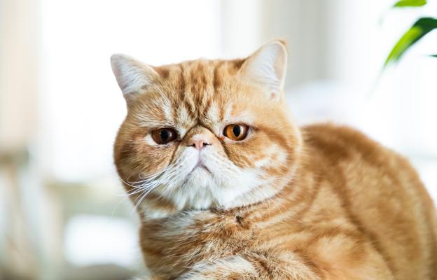 Породиста котка