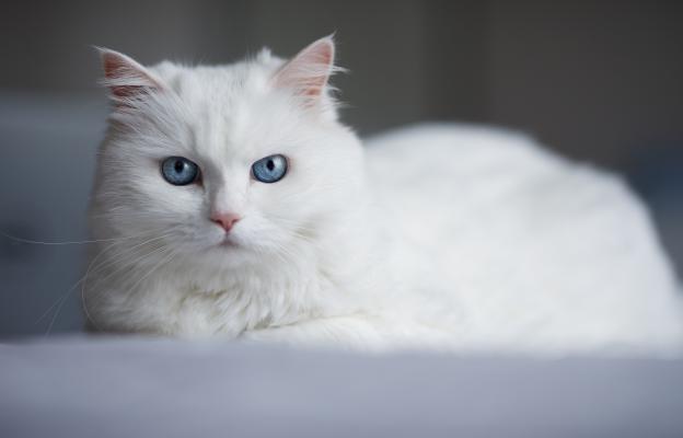 Породиста котка