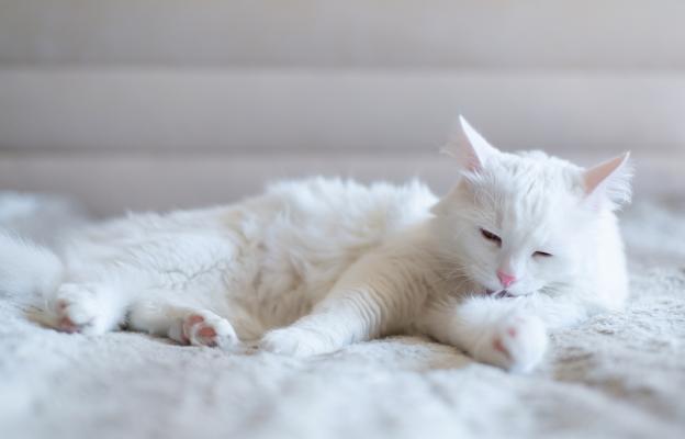 Породиста котка