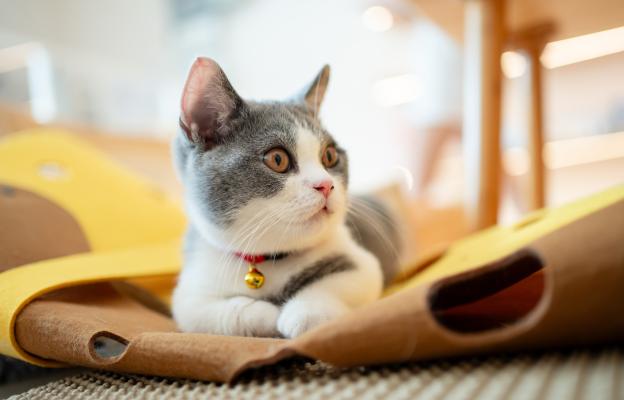 Породиста котка