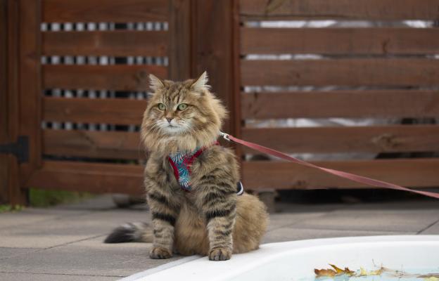 Породиста котка