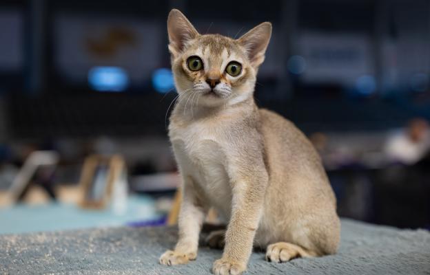 Породиста котка
