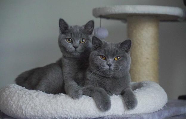 Породиста котка