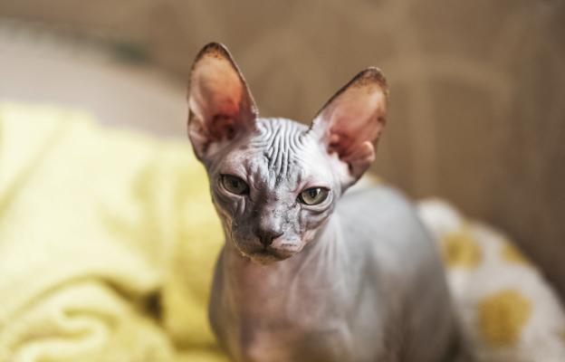 Породиста котка