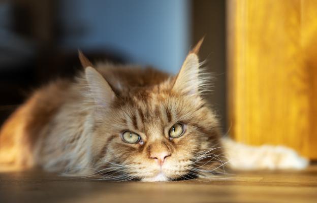 Породиста котка