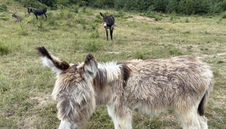 магарешка ферма - Магарешка мания край София!