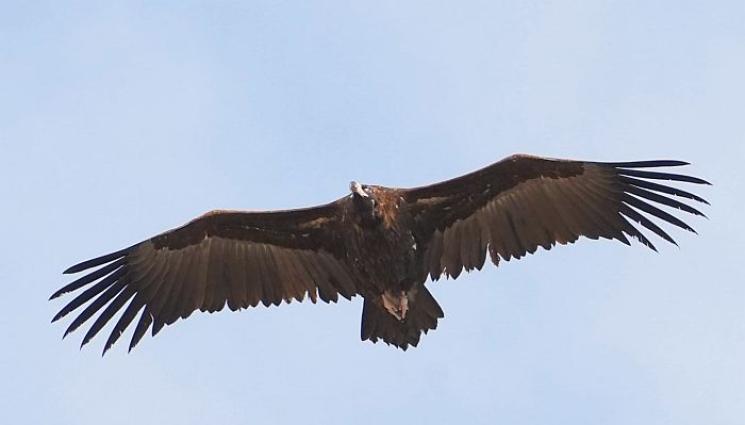 лешояд - Жегата прогони над 90 лешояда от Кресненското дефиле в Рила!