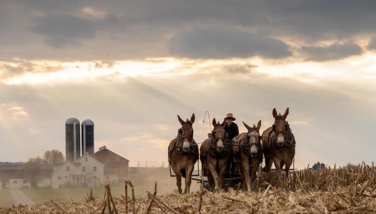 амиш - ДЕЦАТА НА ФЕРМАТА БЕЗ АЛЕРГИИ: Амишите крият ключа към здравето!