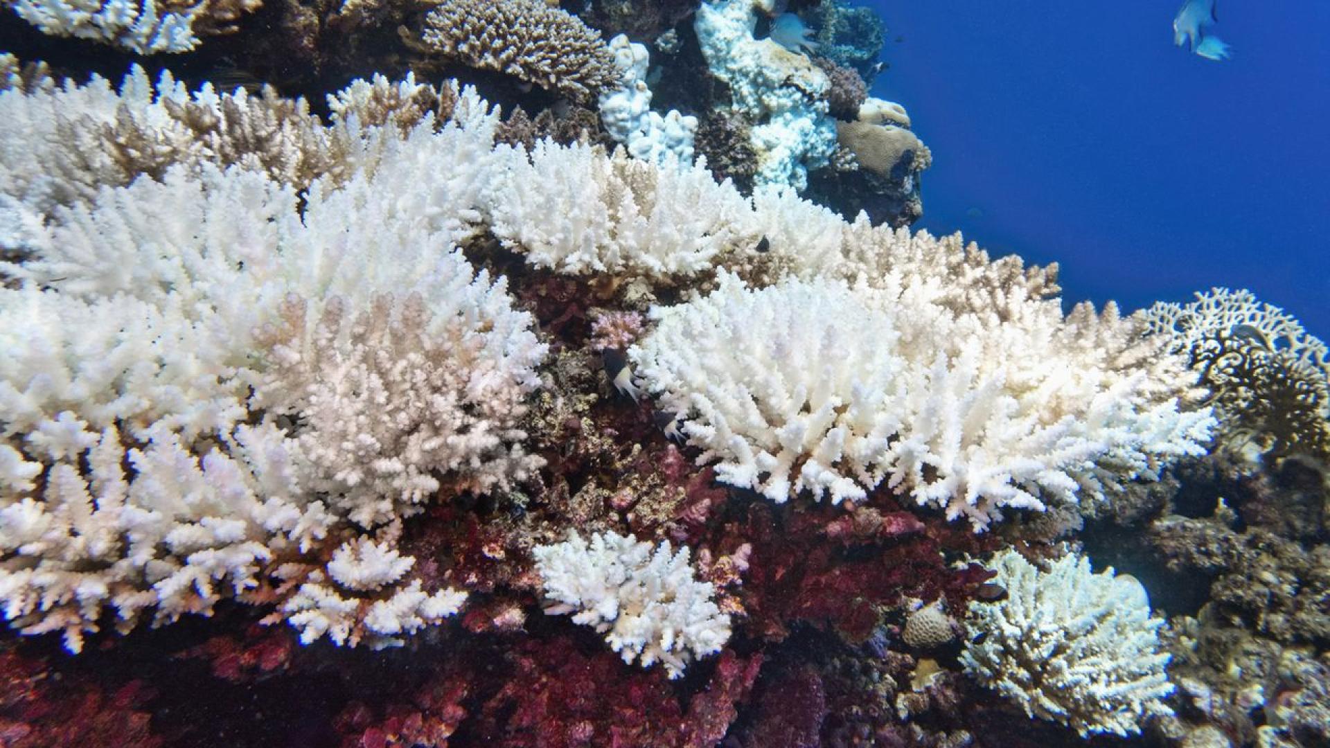 Сред безкрайните пясъци и кристално чистите води на западноавстралийския бряг