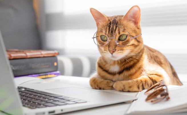 Котка помогна на учен да открие нов вирус в дивата природа