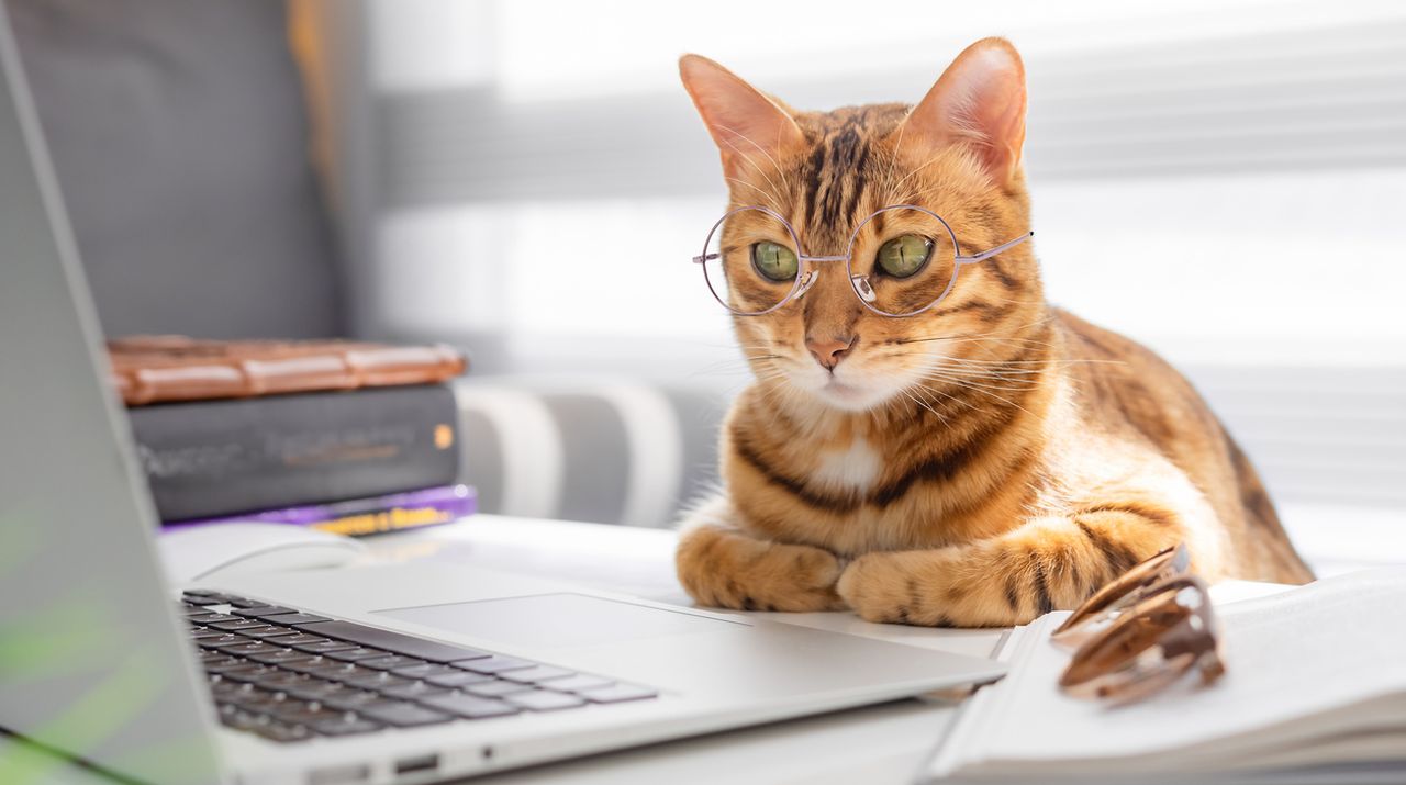 Котка помогна на учен да открие нов вирус в дивата природа