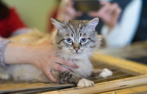 Домашна котка