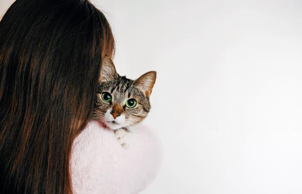 Домашна котка