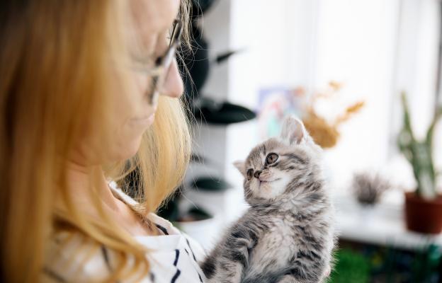 Домашна котка