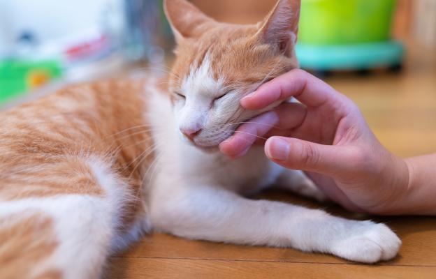 Домашна котка