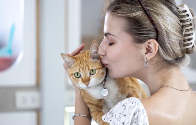 Домашна котка