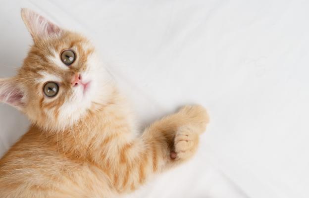 Домашна котка
