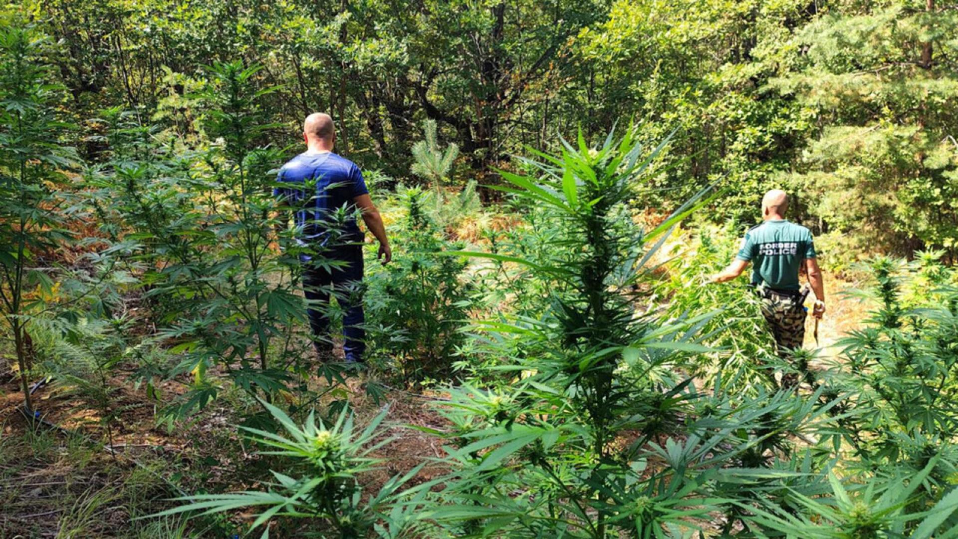 Шест ниви с 526 канабисови растения са разкрили гранични полицаи