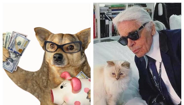 кучета и котки - КУЧЕТА И КОТКИ МИЛИОНЕРИ: Томазо от контейнера става мултимилионер (СНИМКИ)