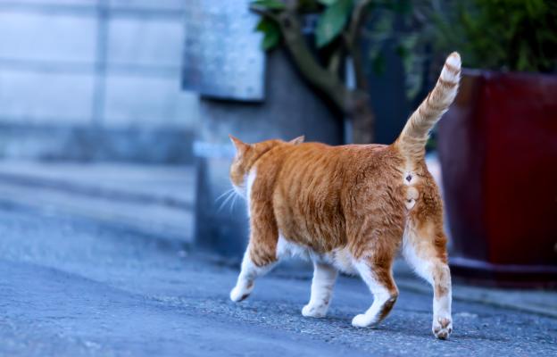 Котка в гръб