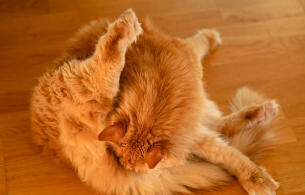 Котка в гръб