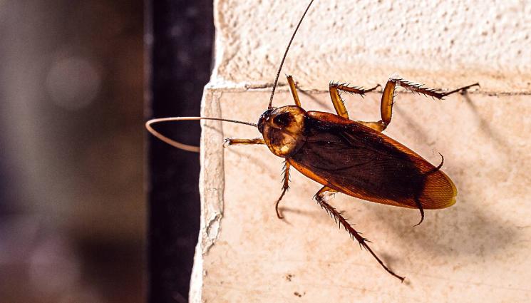 d - СТРАШНА НАПАСТ: Хлебарки-мутанти превзеха столицата!