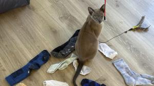 Повечето собственици на котки се боят че техните любимци ще