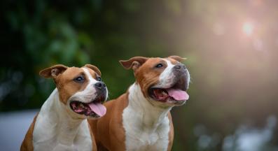 Американски стафордширски териер