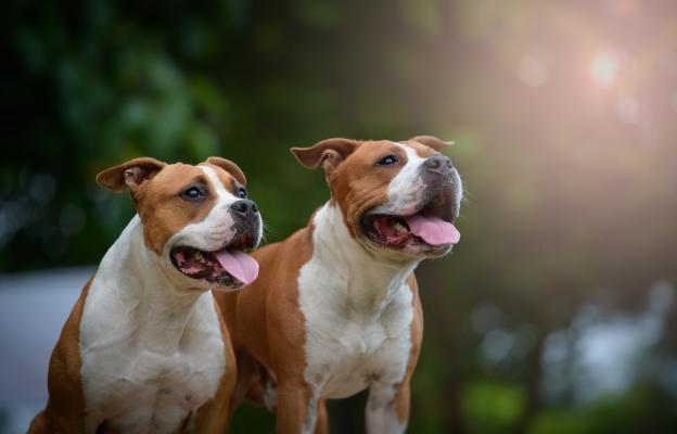 Американски стафордширски териер