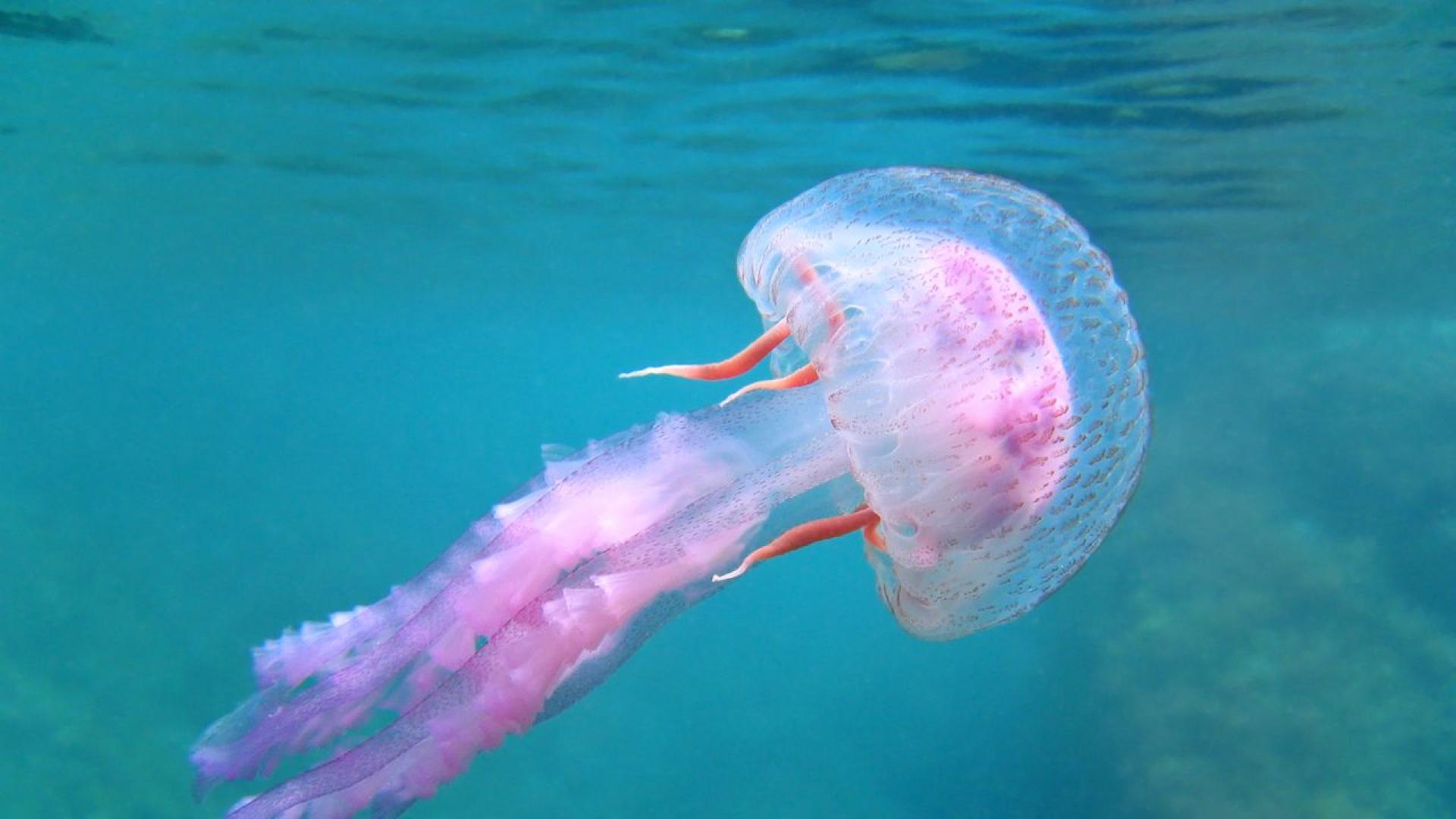 Гръцките власти предупреждават за поява на лилави медузи които са