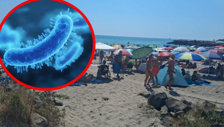 бактерия - ЗДРАВЕ с Телеграф: Месоядна бактерия влезе в нашето море!