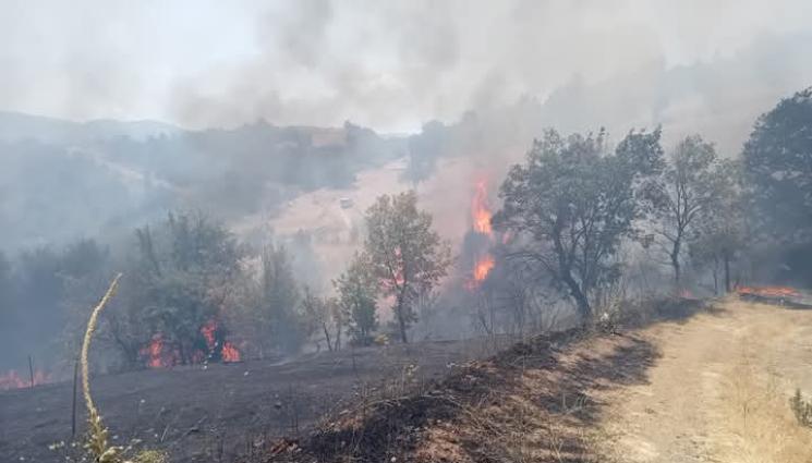 яф - Пожар вилнее в гората над Симитли (СНИМКИ)