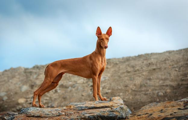 Фараонова хрътка