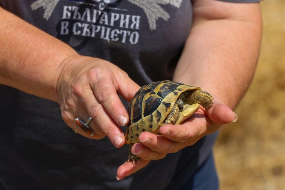  костенурка 