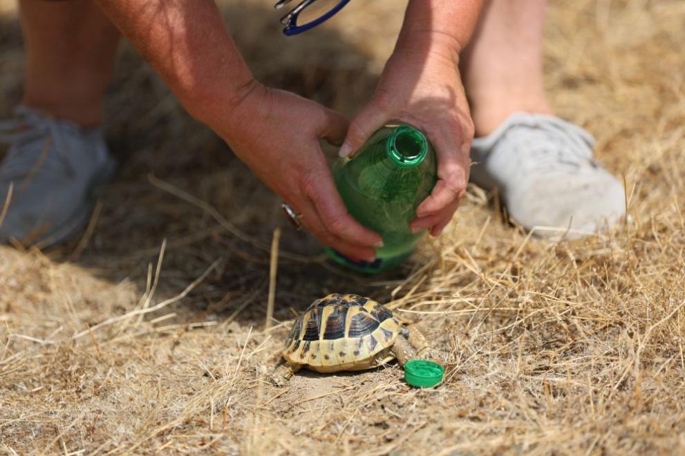  костенурка 