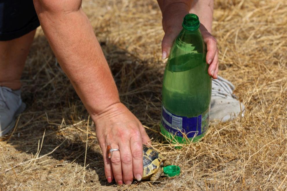  костенурка 