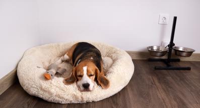 куче играчки