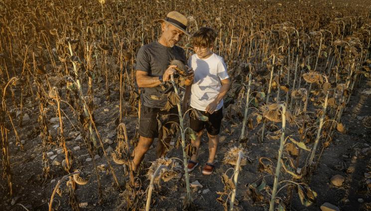 суша - Агро Телеграф: Пролетниците в топлинен стрес